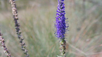 Ulei esențial, Lavandă, 10ml